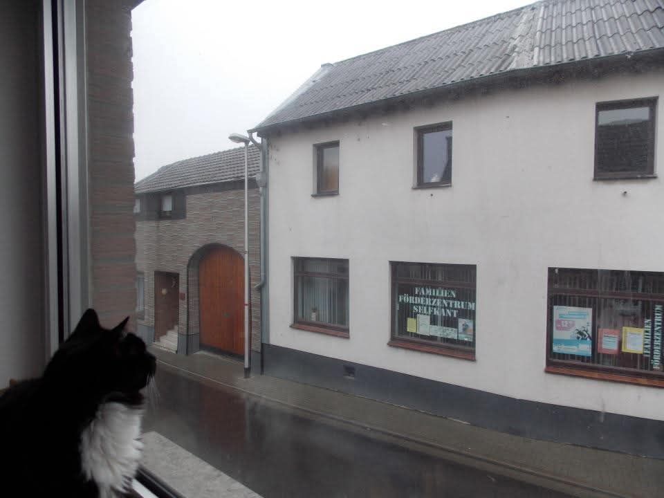 Cat looking out over street